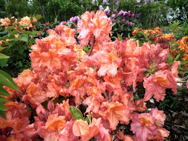 Азалия (Azalea Knap-Hill-Hybride Sarina) Азалия (Azalea Knap-Hill-Hybride Sarina)