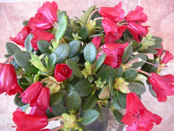 Азалия градинска (Azalea japonica) Азалия градинска (Azalea japonica)