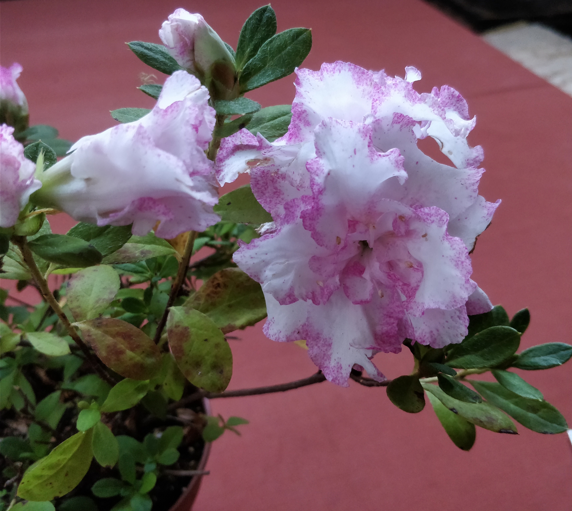Азалия, градинска азалия (Azalia, Rhododendron) Азалия, градинска азалия (Azalia, Rhododendron)