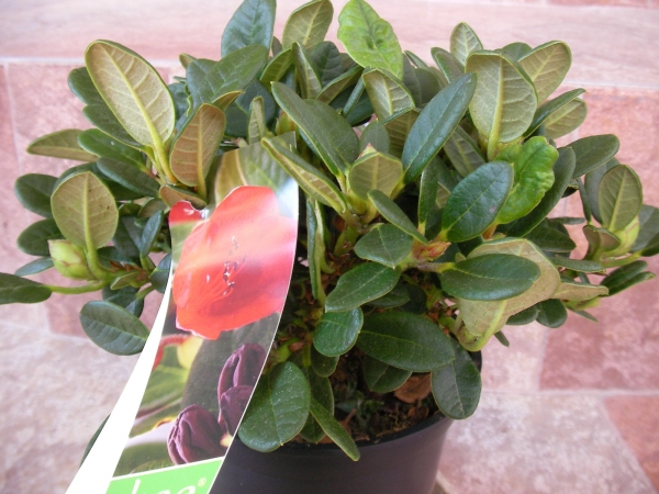 Азалия градинска, рододендрон, червена (Azalea Rhododendron) Азалия градинска, рододендрон, червена (Azalea Rhododendron)