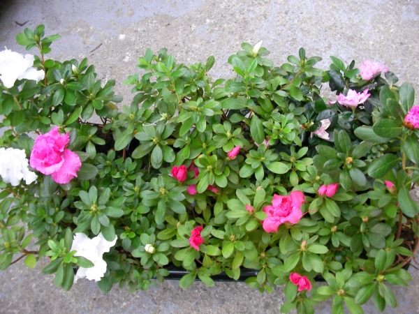 Азалия, градинска, Рододендрон, микс (Azalea indica, Rhododendron) Азалия, градинска, Рододендрон, микс (Azalea indica, Rhododendron)