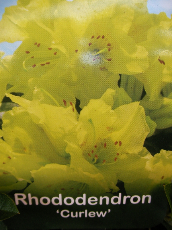 Азалия, градинска, Рододендрон (Rhododendron Curlew) Азалия, градинска, Рододендрон (Rhododendron Curlew)
