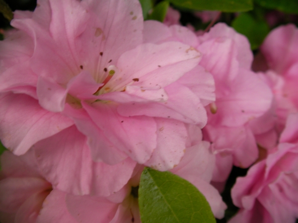 Азалия, градинска, Рододендрон, розов (Azalea, Rhododendron) Азалия, градинска, Рододендрон, розов (Azalea, Rhododendron)