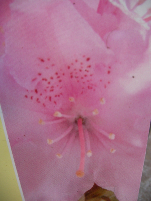 Азалия, градинска, Рододендрон, розова (Azalea , Rhododendron) Азалия, градинска, Рододендрон, розова (Azalea , Rhododendron)
