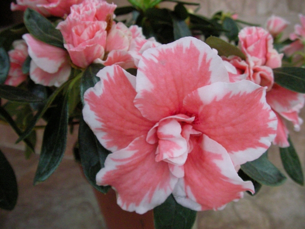 Азалия, градинска, Рододендрон, розова (Azalea indica, Rhododendron, pink) Азалия, градинска, Рододендрон, розова (Azalea indica, Rhododendron, pink)