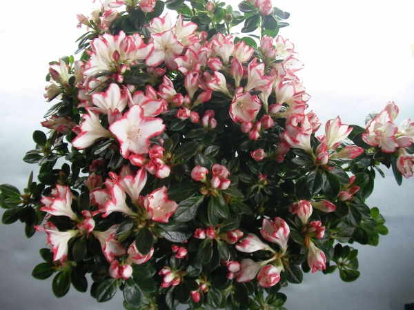 Азалия, рододендрон (Azalea indica, Rhododendron) Азалия, рододендрон (Azalea indica, Rhododendron)