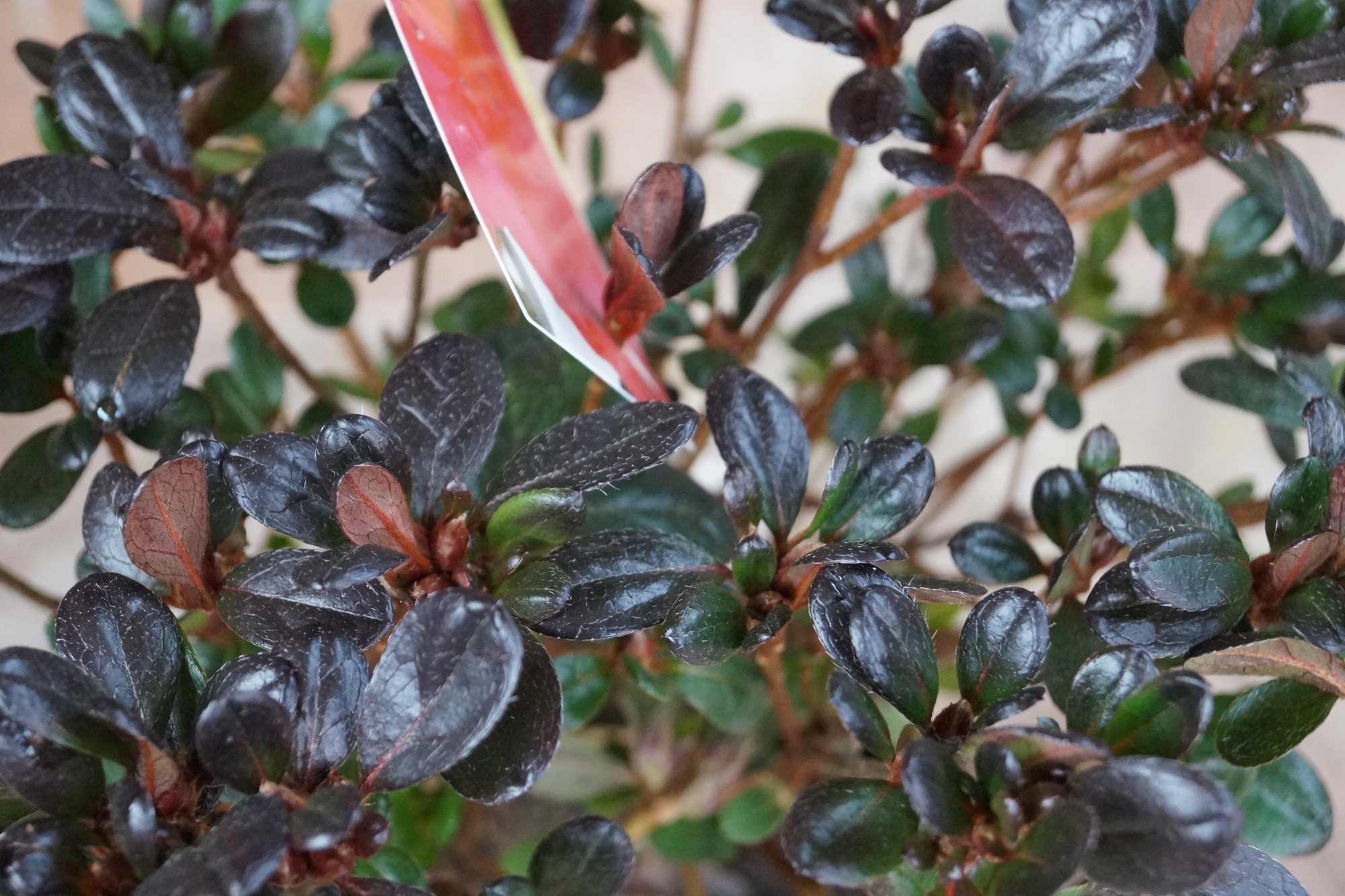 Азалия, рододендрон, червен (Azalia, Rhododendron) Азалия, рододендрон, червен (Azalia, Rhododendron)