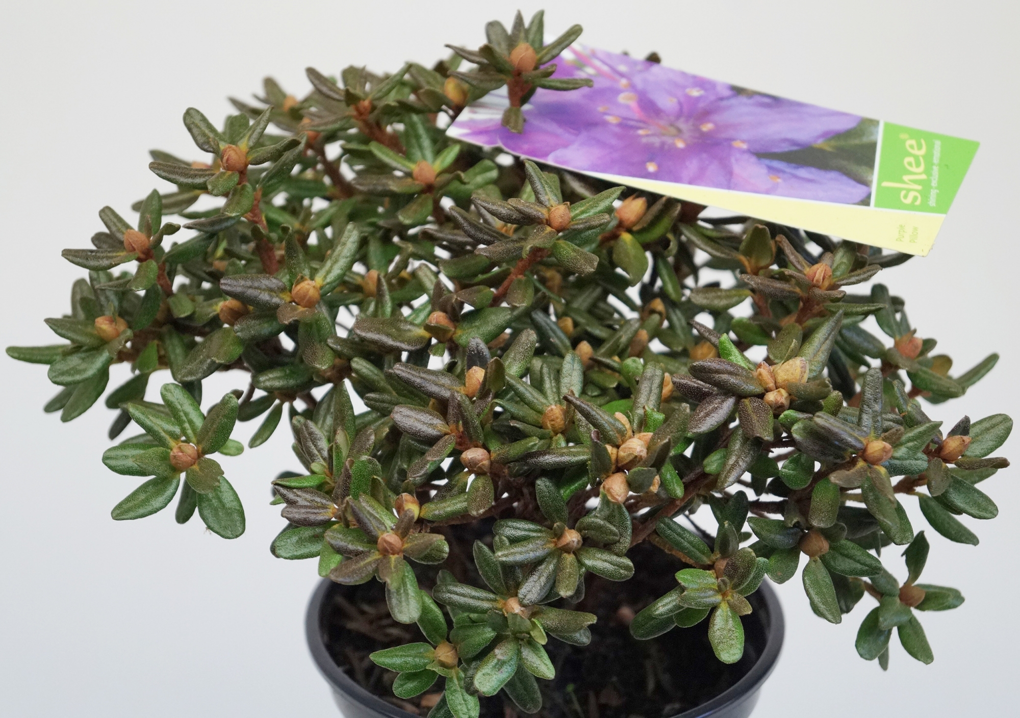 Азалия, рододендрон, лилав цвят (Azalia, Rhododendron) Азалия, рододендрон, лилав цвят (Azalia, Rhododendron)