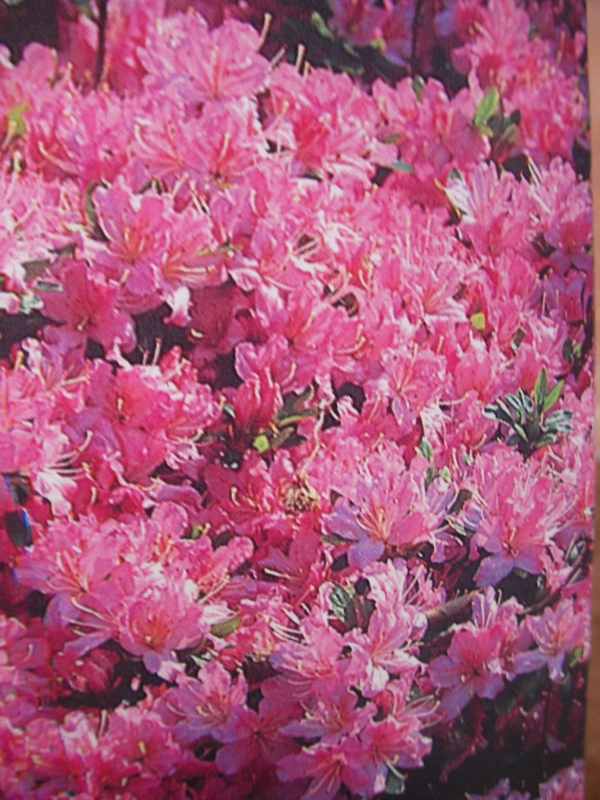 Азалия розова (Azalea japonica) Азалия розова (Azalea japonica)