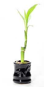 Драцена сандериана, Бамбук на щастието (Dracaena Sanderiana, Lucky bamboo) Драцена сандериана, Бамбук на щастието (Dracaena Sanderiana, Lucky bamboo)
