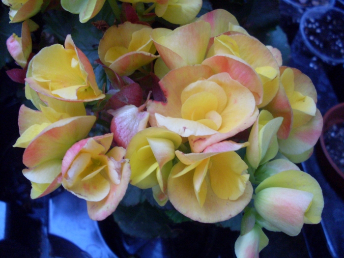 Бегония (Begonia) Бегония (Begonia)