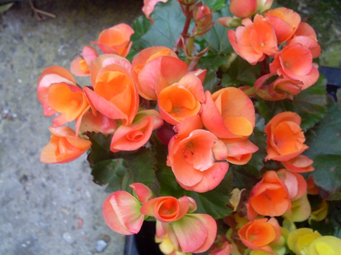Бегония (Begonia) Бегония (Begonia)