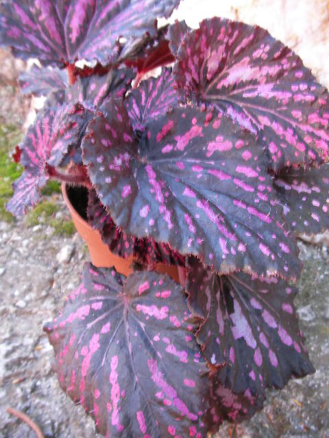 Бегония (Begonia) Бегония (Begonia)