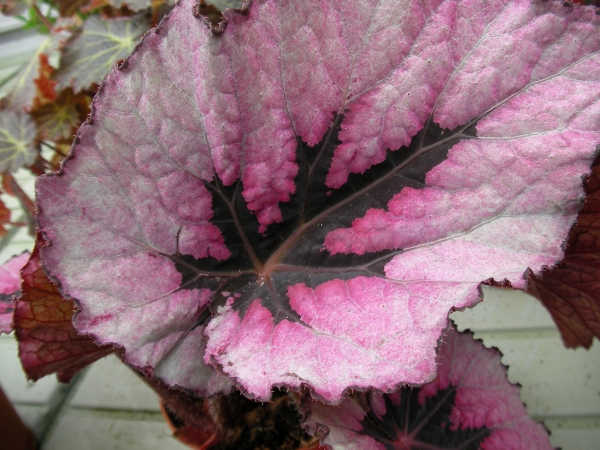 Бегония (Begonia) Бегония (Begonia)