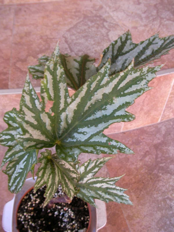 Бегония (Begonia) Бегония (Begonia)