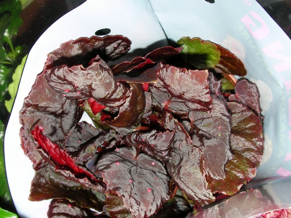 Бегония (Begonia) Бегония (Begonia)