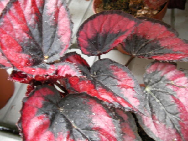 Бегония (Begonia) Бегония (Begonia)