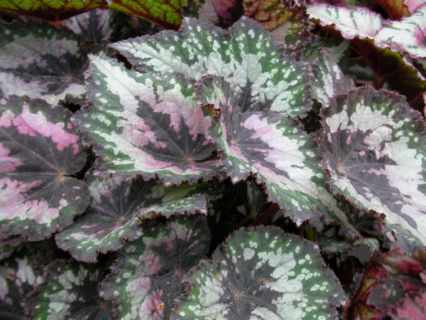 Бегония (Begonia) Бегония (Begonia)