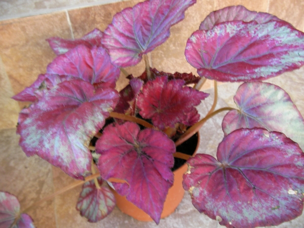 Бегония (Begonia) Бегония (Begonia)