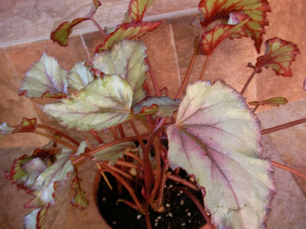 Бегония (Begonia) Бегония (Begonia)