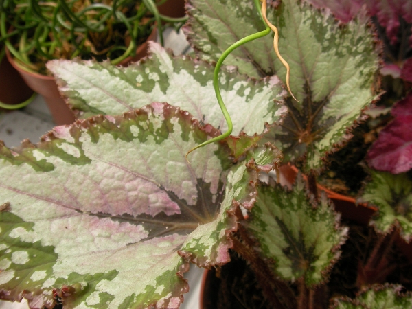 Бегония (Begonia) Бегония (Begonia)