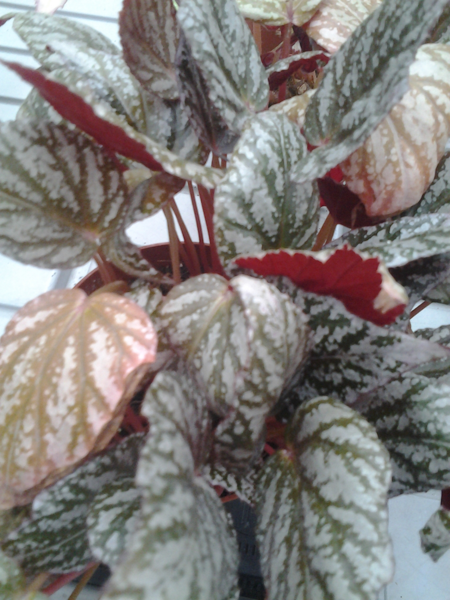 Бегония (Begonia) Бегония (Begonia)