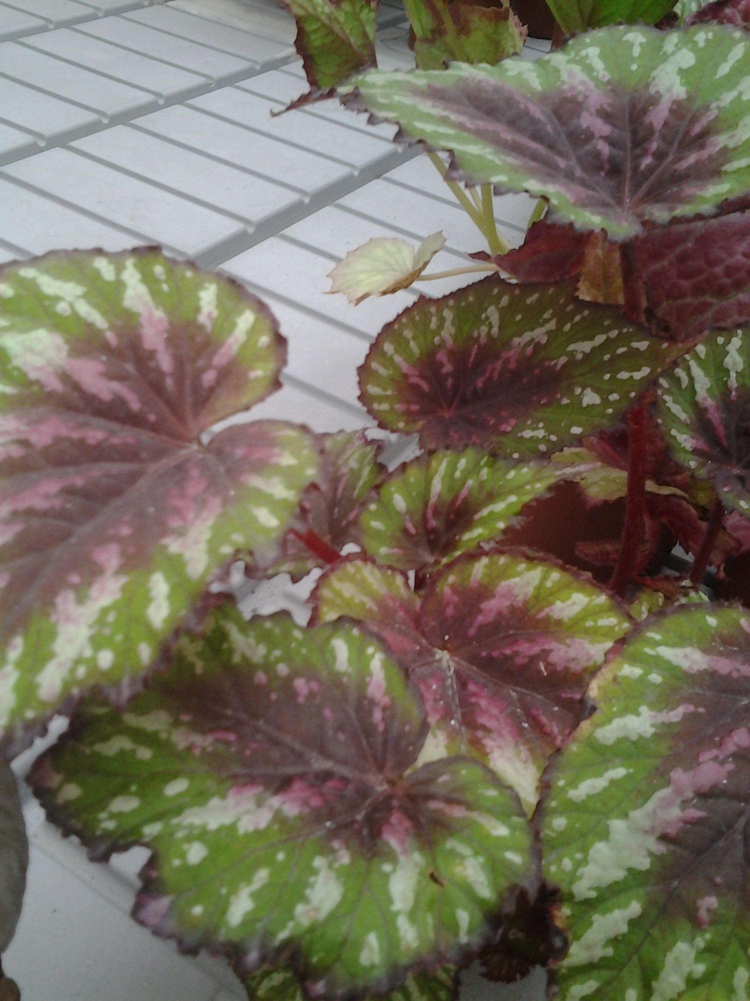 Бегония (Begonia) Бегония (Begonia)
