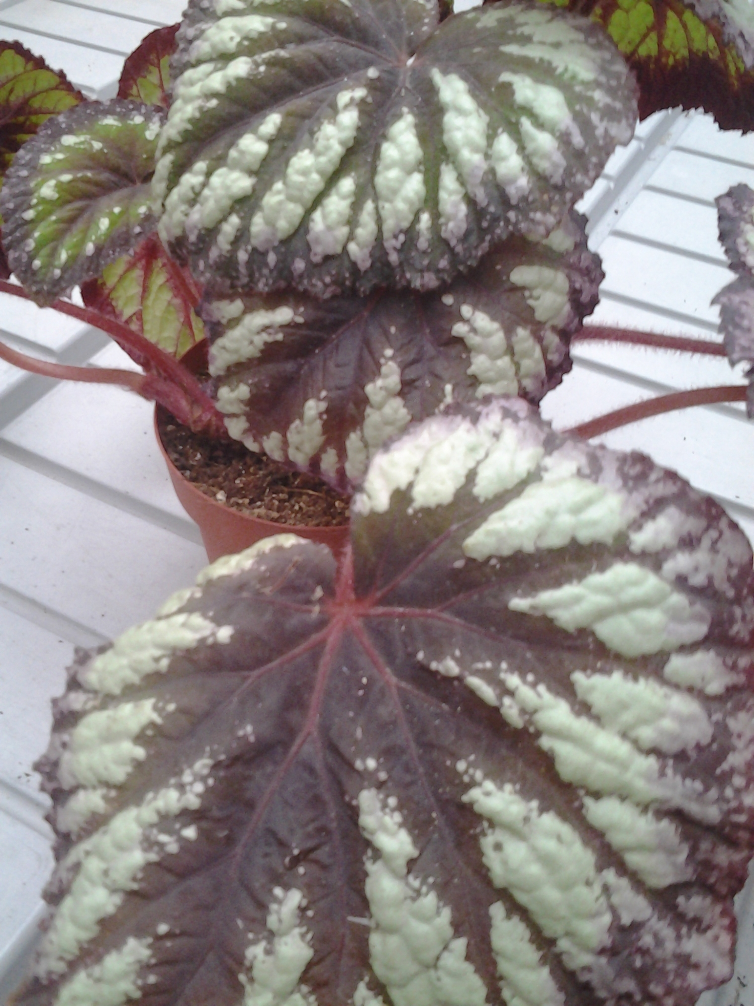 Бегония (Begonia) Бегония (Begonia)