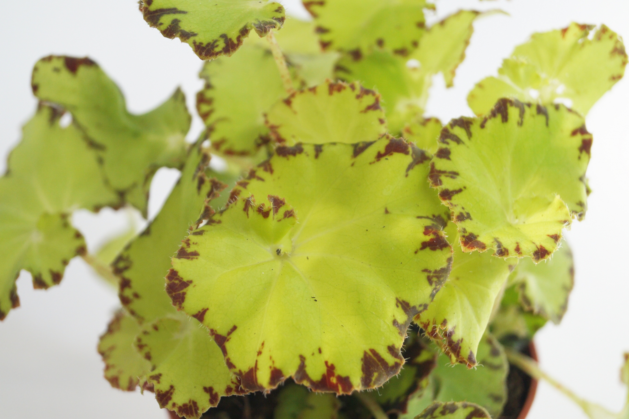 Бегония (Begonia) Бегония (Begonia)