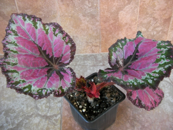 Бегония рекс (Begonia Rex) Бегония рекс (Begonia Rex)