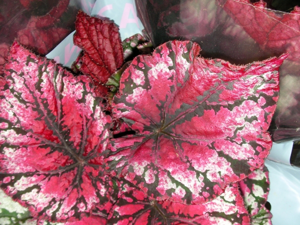 Бегония рекс (Begonia Rex) Бегония рекс (Begonia Rex)