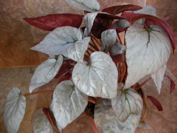 Бегония рекс (Begonia Rex) Бегония рекс (Begonia Rex)