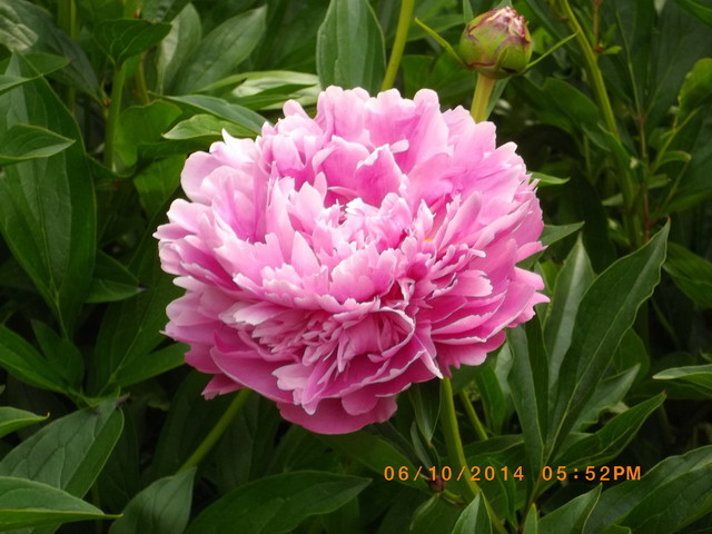 Божур розов (Paeonia Rosea Plena)