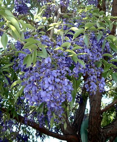 Болусантус, Африкански син дъжд, семена (Bolusanthus speciosus, Tree Wisteria)