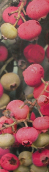 Боровинка розова (Vaccinium corymbosum Pink Lemonade) Боровинка розова (Vaccinium corymbosum Pink Lemonade)