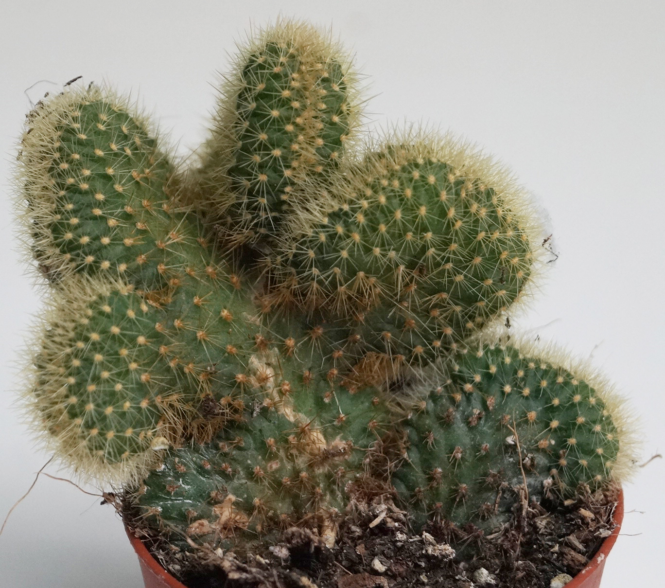 Борзикактус кристата (Borzicactus cristata) Борзикактус кристата (Borzicactus cristata)