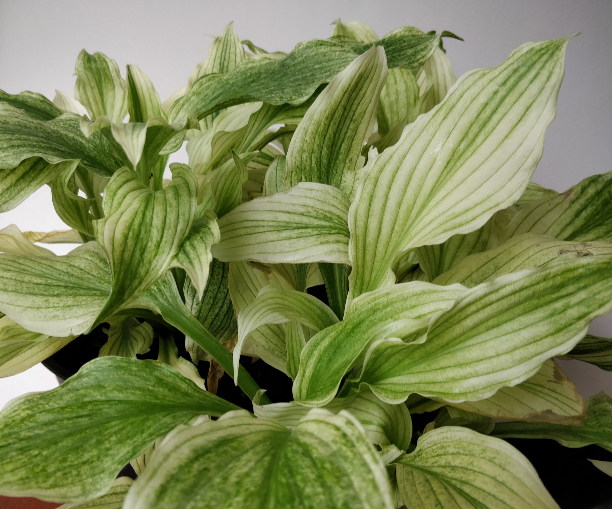 Бяла хоста (hosta white feather)