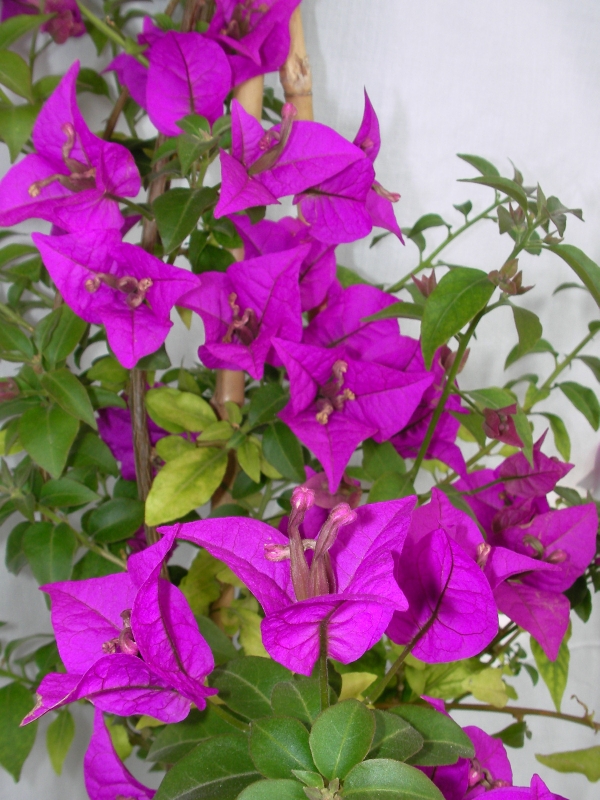 Бугенвилия  голяма (Bougainvillea)