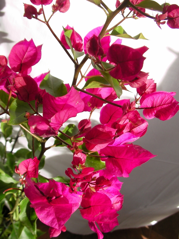 Бугенвилия  голяма (Bougainvillea)