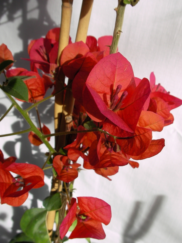 Бугенвилия  голяма (Bougainvillea)