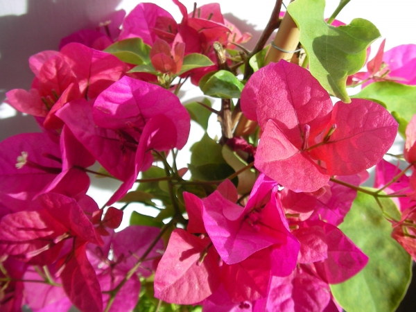 Бугенвилия  голяма (Bougainvillea)