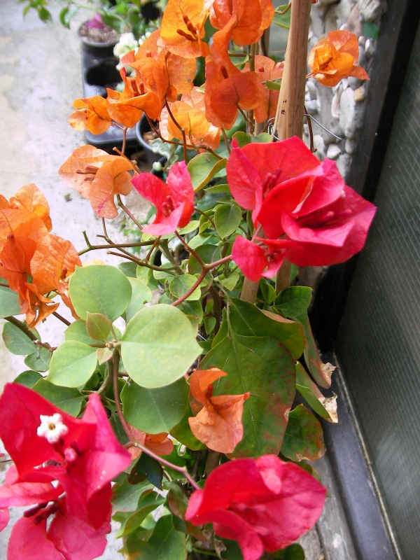 Бугенвилия  голяма оранжева и червена в една саксия (Bougainvillea)