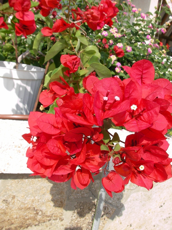 Бугенвилия червена (Bougainvillea)