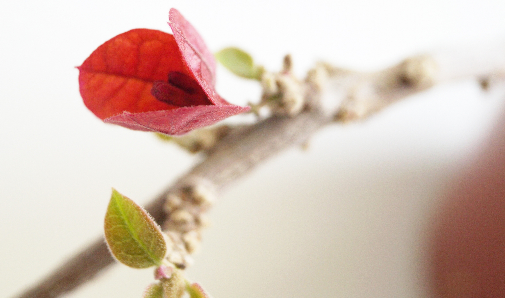 Бугенвилия червена голяма (Bougainvillea)