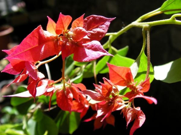 Бугенвилия червена кичеста (Bougainvillea)
