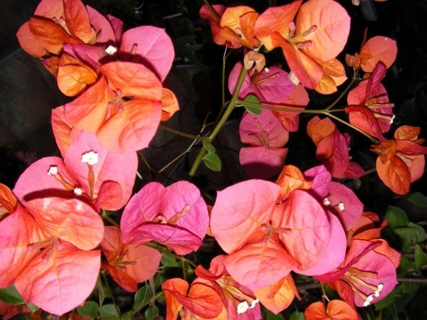 Бугенвилия оранжево-розова (Bougainvillea)