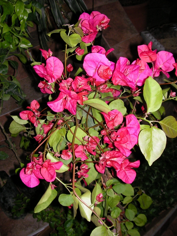 Бугенвилия голяма (Bougainvillea)