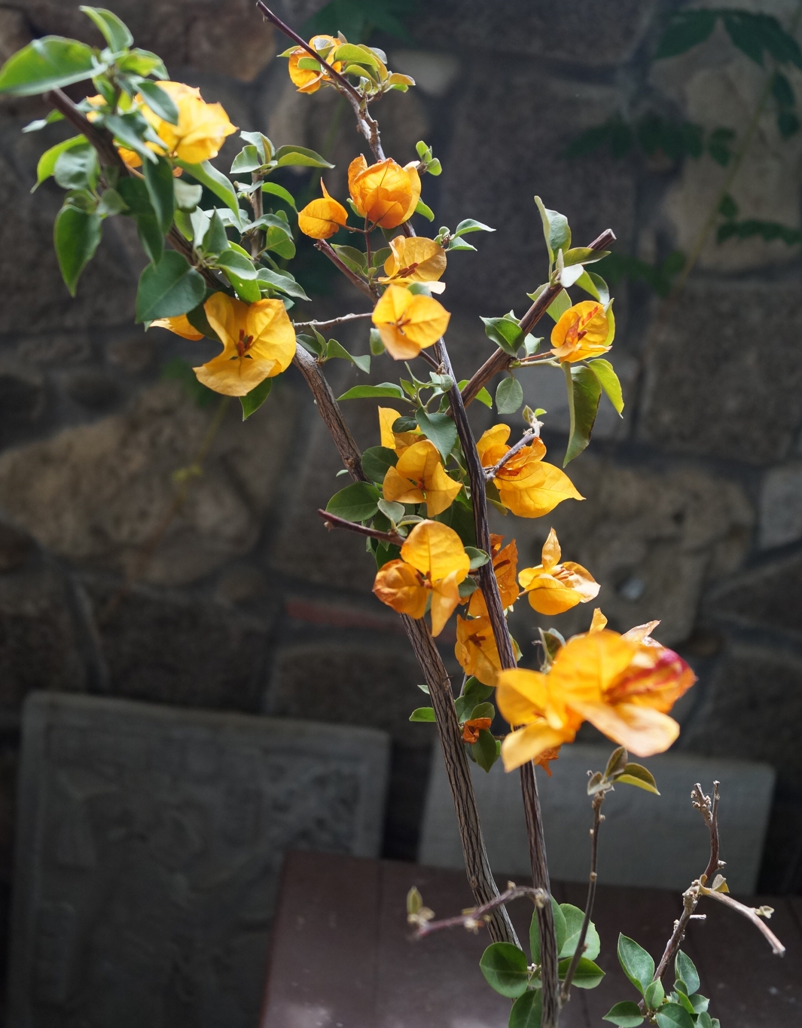 Бугенвилия, жълта (Bougainvillea Hawaiian Gold)