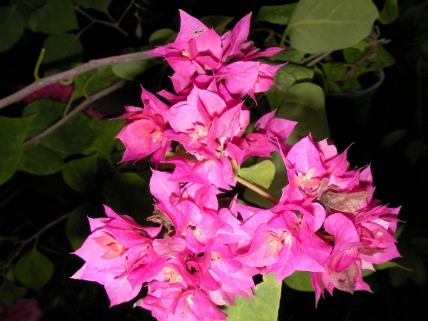 Бугенвилия кичеста розова (Bougainvillea)