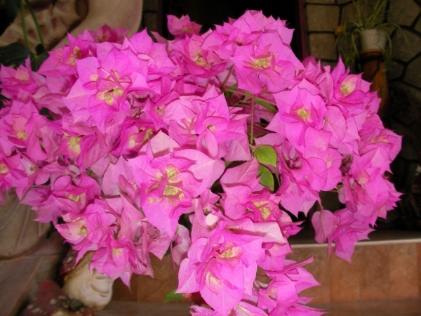 Бугенвилия кичеста розова малка (Bougainvillea)